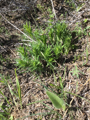 Lithospermum ruderale
