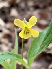 Viola hastata