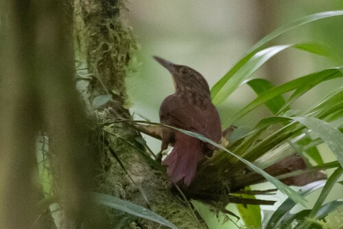 Western Woodhaunter (Automolus virgatus)