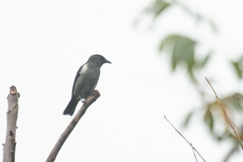 Sulphur-rumped Tanager (Heterospingus rubrifrons), photo 8