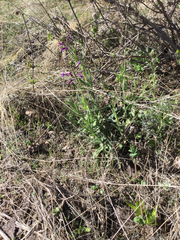 Boechera divaricarpa