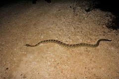 Crotalus tzabcan