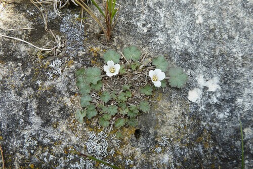 Image of Geranium socolateum by (c) Aalbert Rebergen, some rights reserved (CC BY)
