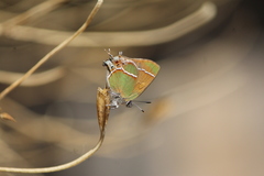 Callophrys xami xami