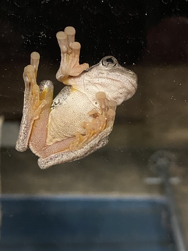 Peron's Tree Frog, Lincoln Cl, Chapman, ACT, AU, photo 10 of 10