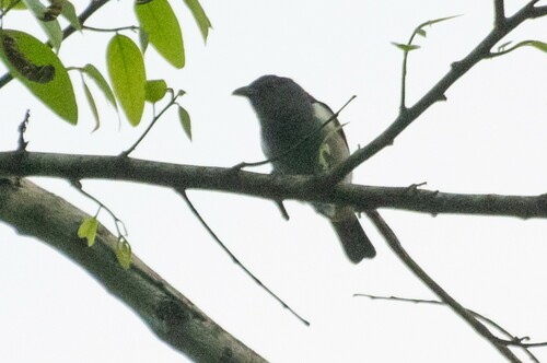 Sulphur-rumped Tanager (Heterospingus rubrifrons), photo 6