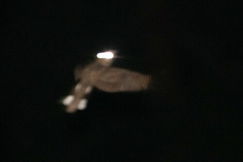 Mexican Whip-poor-will (Antrostomus arizonae), photo 5