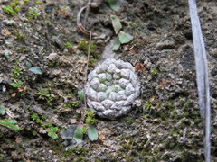 Strombocactus disciformis esperanzae