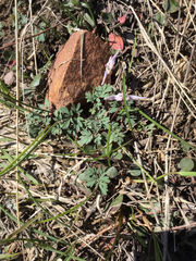 Dicentra uniflora