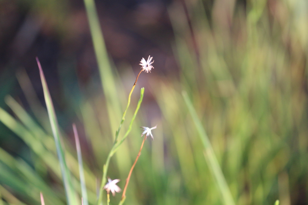 African Lettuce from Carletonville, 2499, South Africa on December 7