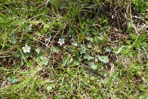 Image of Geranium socolateum by (c) Aalbert Rebergen, some rights reserved (CC BY)