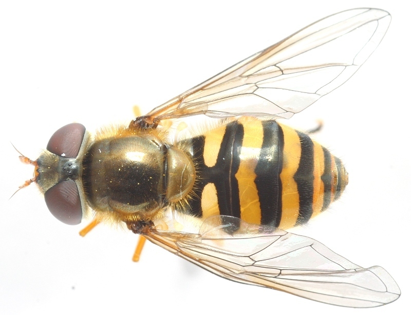 Epistrophe cryptica