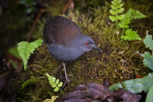 Galapagos Crake (Laterallus spilonota), photo 5
