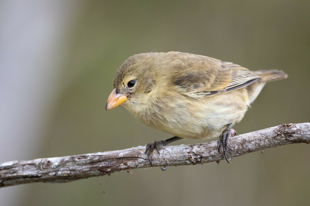 Woodpecker Finch photo