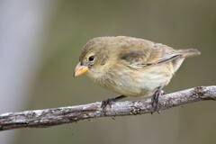 Woodpecker Finch photo 1