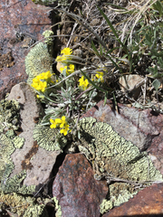 Physaria didymocarpa