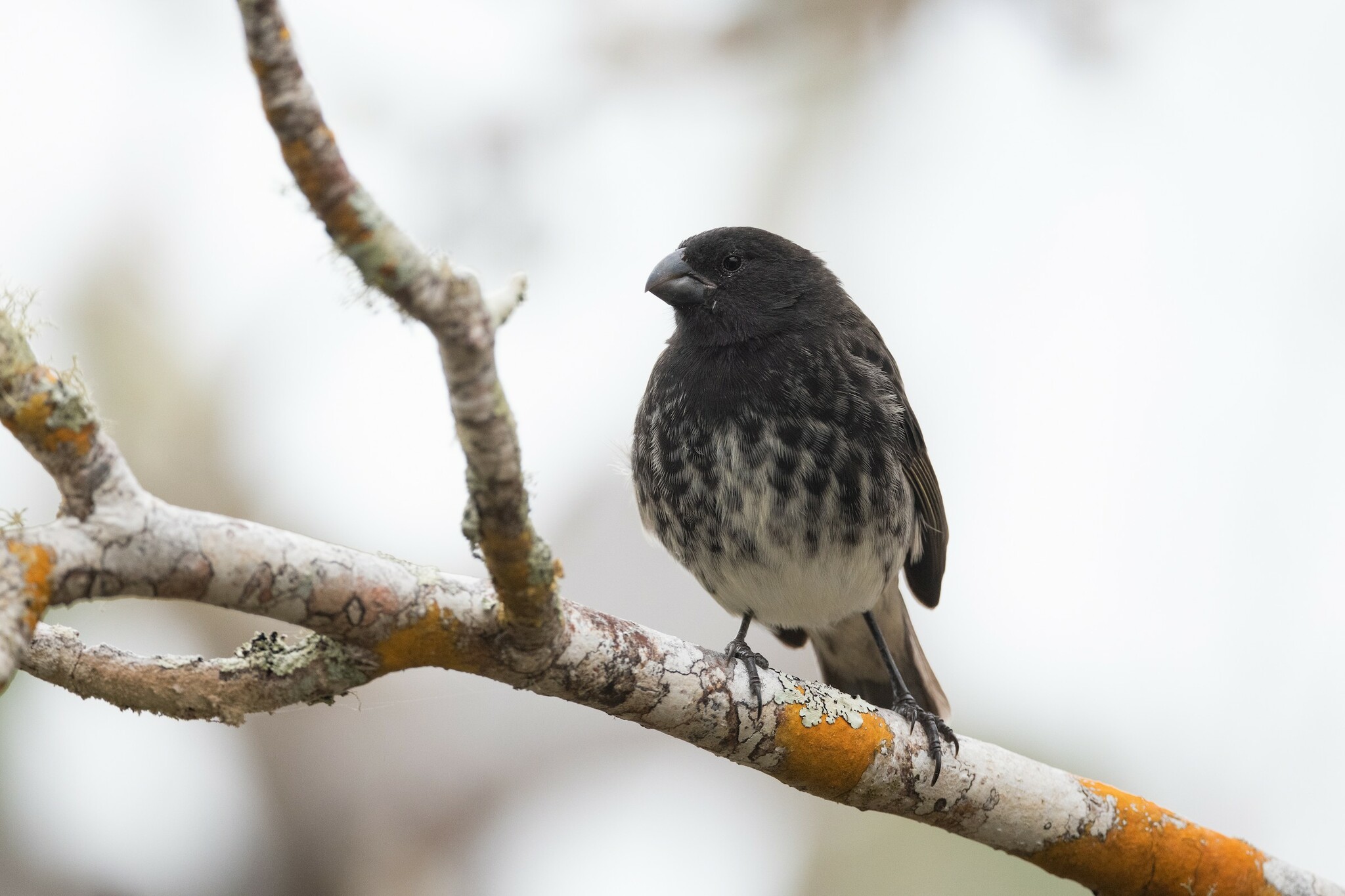 Vegetarian Finch (Platyspiza crassirostris), photo 4