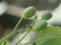 Adenia gummifera