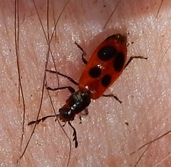 Pelonides quadrinotata