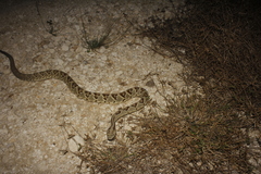 Crotalus tzabcan
