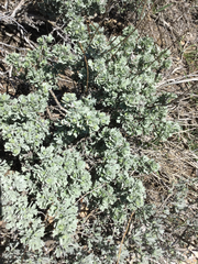 Artemisia arbuscula