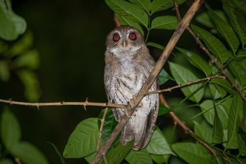 Puerto Rican Owl (Gymnasio nudipes), photo 10