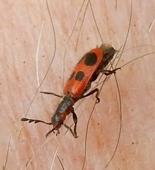 Pelonides quadrinotata