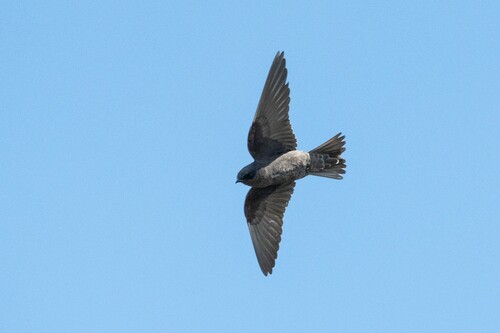 Galapagos Martin (Progne modesta)