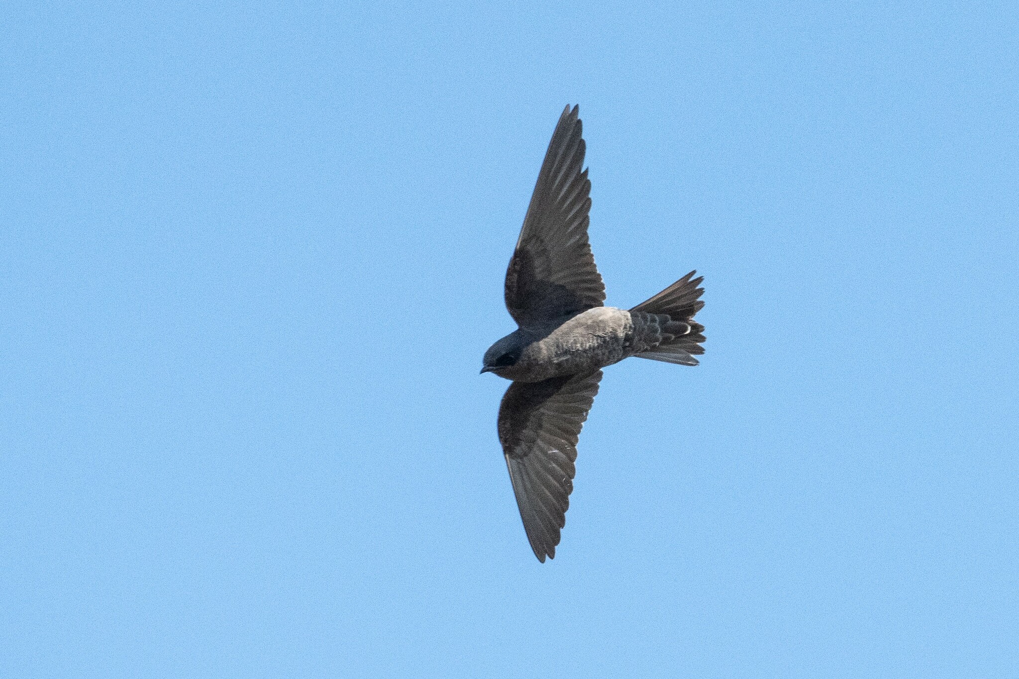 Galapagos Martin (Progne modesta), photo 1