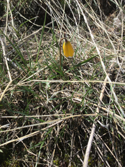 Fritillaria pudica