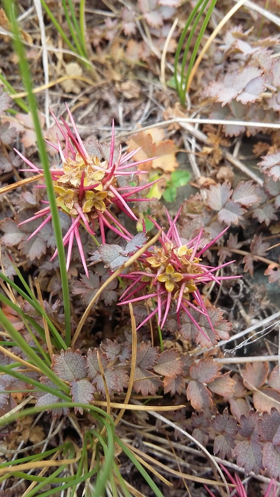 Spineless Acaena