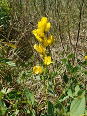 Baptisia sphaerocarpa