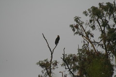 Haliaeetus leucoryphus