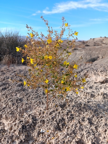 Image of Chylismia parryi by no rights reserved