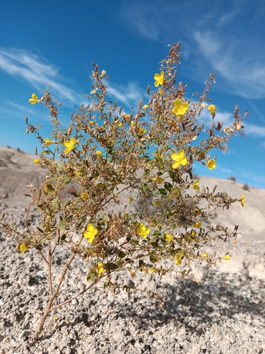 Image of Chylismia parryi by no rights reserved