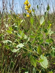 Baptisia sphaerocarpa