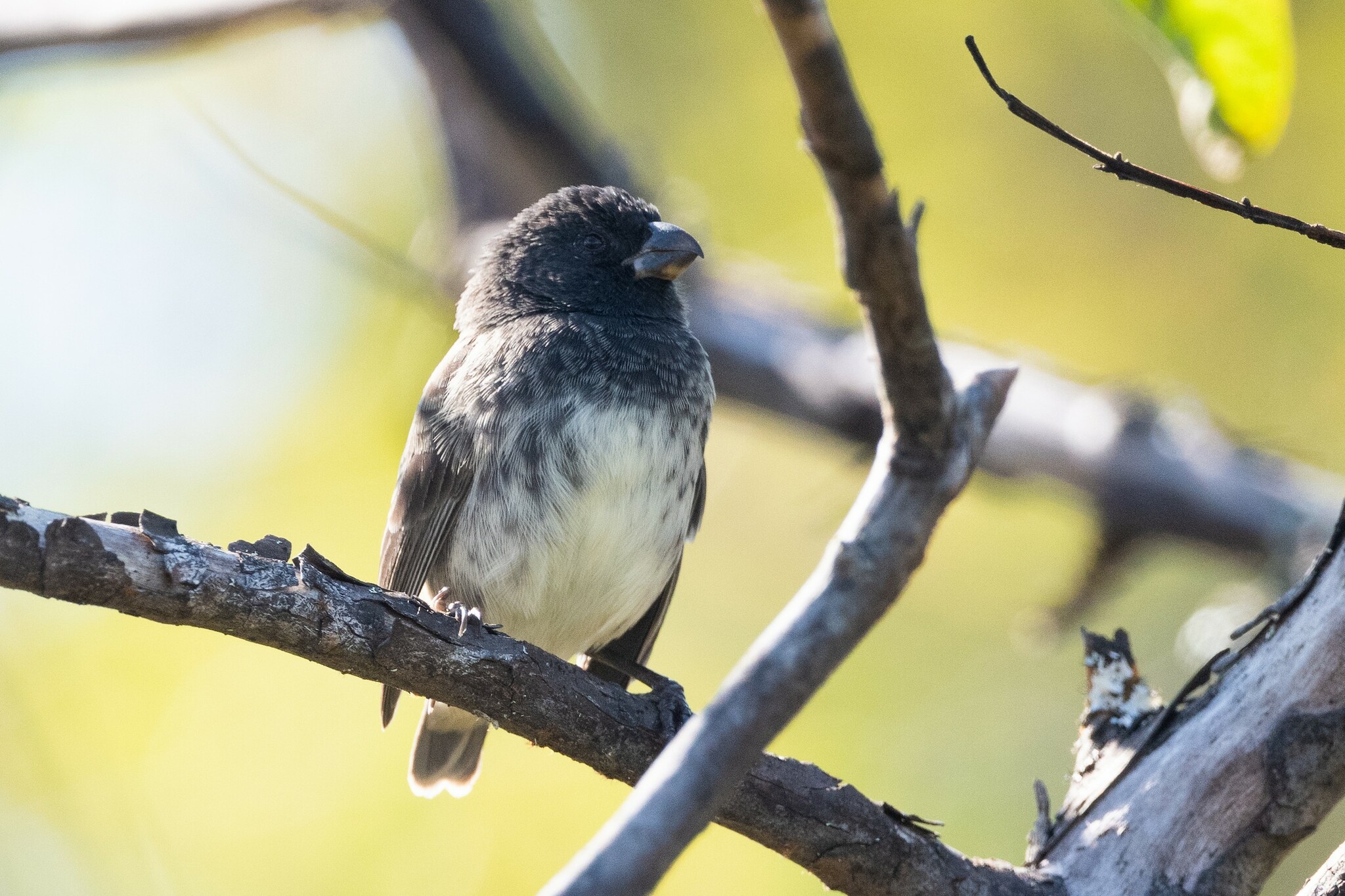 Large Tree Finch (Camarhynchus psittacula), photo 2