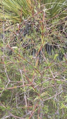 Coprosma intertexta