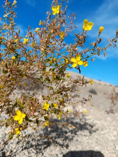 Image of Chylismia parryi by no rights reserved