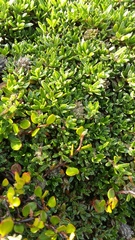 Coprosma petriei