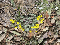 Physaria didymocarpa