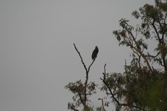 Haliaeetus leucoryphus