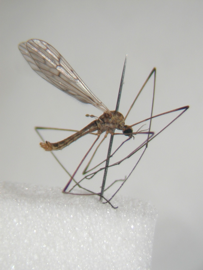 Symplecta chosenensis