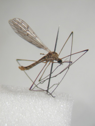 Symplecta chosenensis
