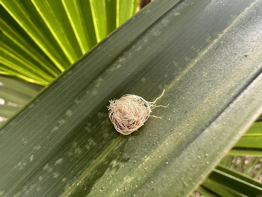 Palmetto Tortoise Beetle from Edgewood, Fort Lauderdale, FL, USA on ...