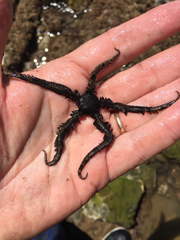 Ophiacanthida