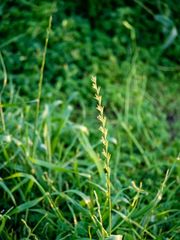 Thinopyrum intermedium intermedium