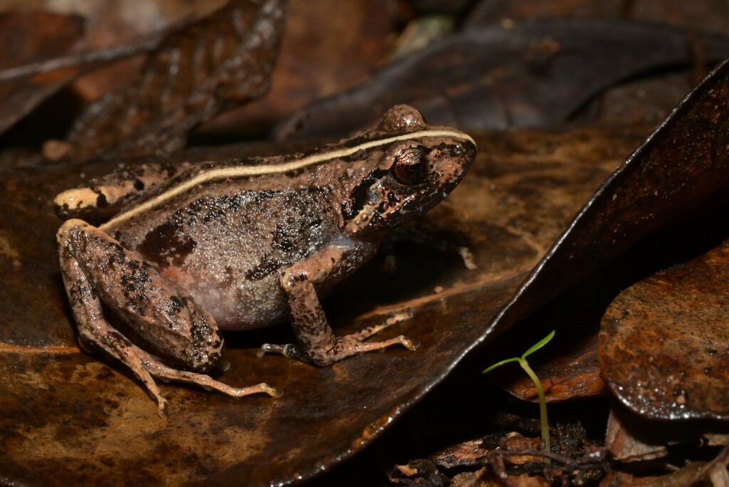 Large-Toad Squeaker