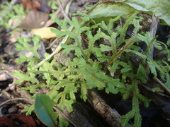 Selaginella sechellarum