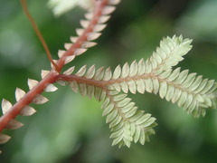 Selaginella sechellarum